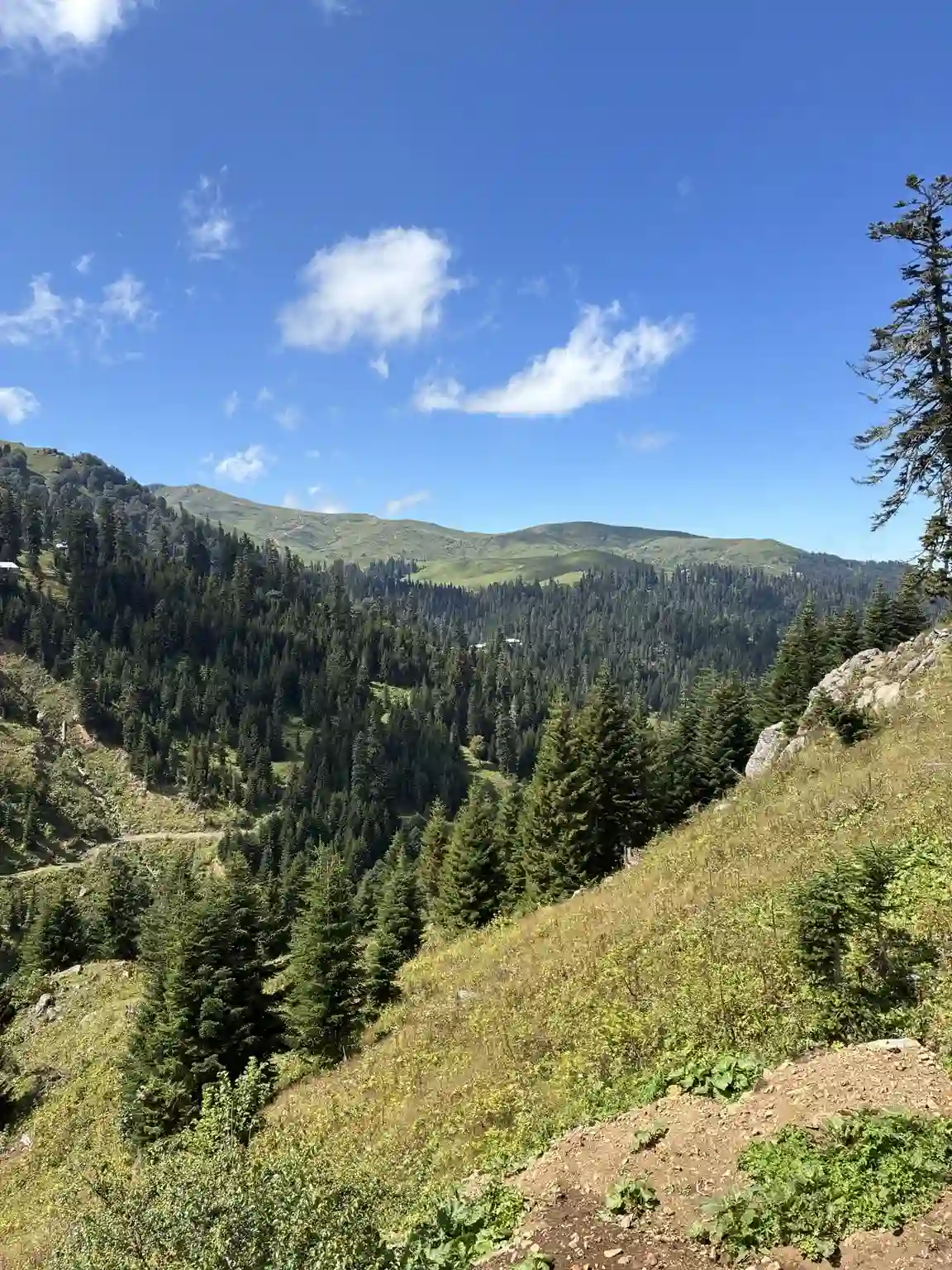 Green mountain slopes and pine forests in Bakhmaro, Guria, Georgia